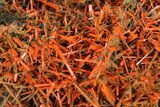 Bright Orange Crocoite Crystal Cluster - Tasmania #148523-3